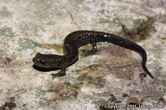 Southern Ravine Salamander (Plethodon richmondi)