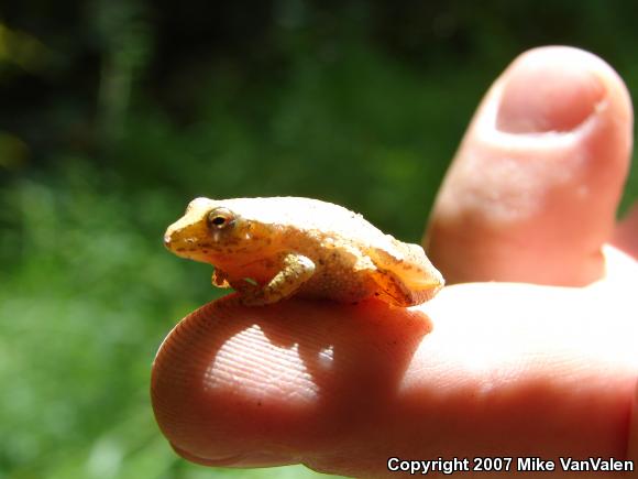 Northern Spring Peeper (Pseudacris crucifer crucifer)