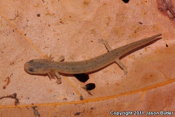 Midland Mud Salamander (Pseudotriton montanus diastictus)