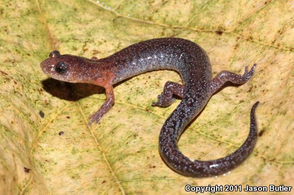 Southern Zigzag Salamander (Plethodon ventralis)