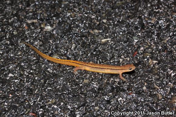 Southern Two-lined Salamander (Eurycea cirrigera)