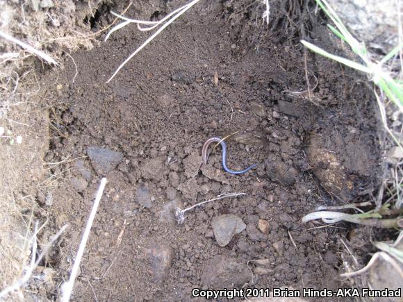 Coronado Island Skink (Plestiodon skiltonianus interparietalis)