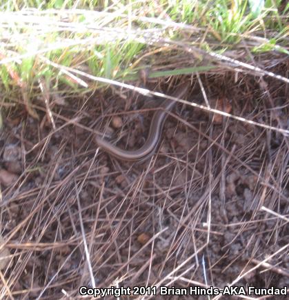 Western Skink (Plestiodon skiltonianus skiltonianus)