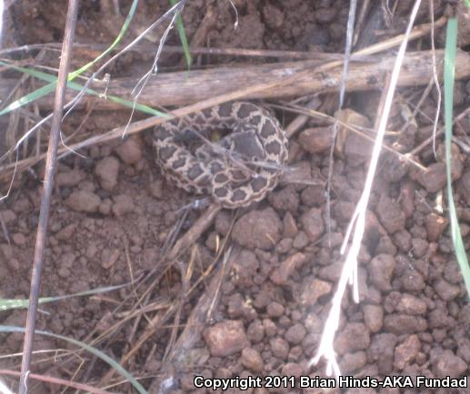 Southern Pacific Rattlesnake (Crotalus oreganus helleri)