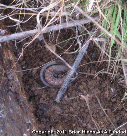 San Diego Alligator Lizard (Elgaria multicarinata webbii)