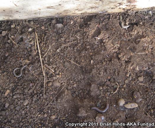 Western Skink (Plestiodon skiltonianus skiltonianus)