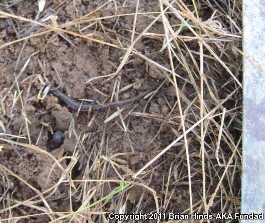 Garden Slender Salamander (Batrachoseps major major)