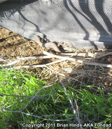 San Diego Alligator Lizard (Elgaria multicarinata webbii)