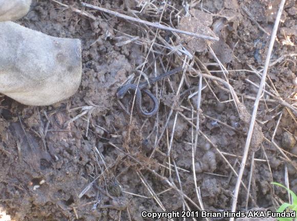 Black-bellied Slender Salamander (Batrachoseps nigriventris)