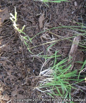 Black-bellied Slender Salamander (Batrachoseps nigriventris)