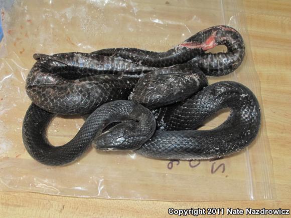 Black Ratsnake (Pantherophis obsoletus)