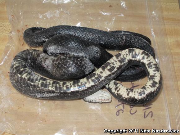 Black Ratsnake (Pantherophis obsoletus)