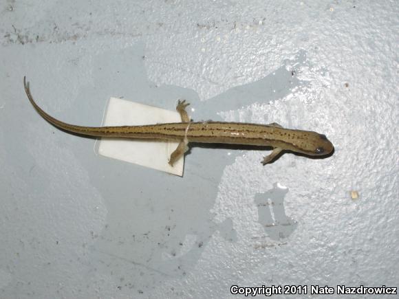 Northern Two-lined Salamander (Eurycea bislineata)