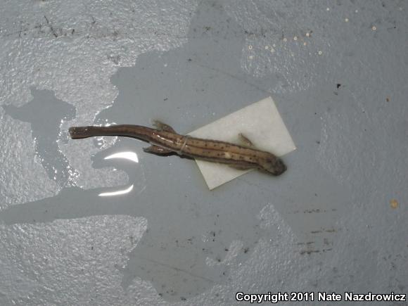 Northern Two-lined Salamander (Eurycea bislineata)