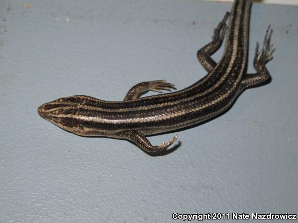 Five-lined Skink (Plestiodon fasciatus)