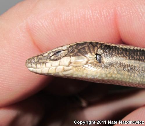 Five-lined Skink (Plestiodon fasciatus)