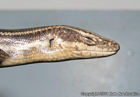 Five-lined Skink (Plestiodon fasciatus)