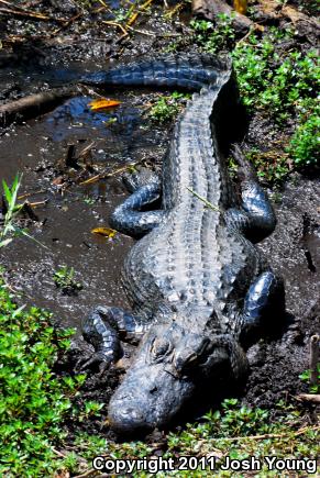 American Alligator (Alligator mississippiensis)