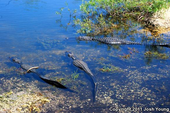 American Alligator (Alligator mississippiensis)