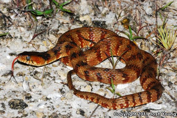 Florida Watersnake (Nerodia fasciata pictiventris)