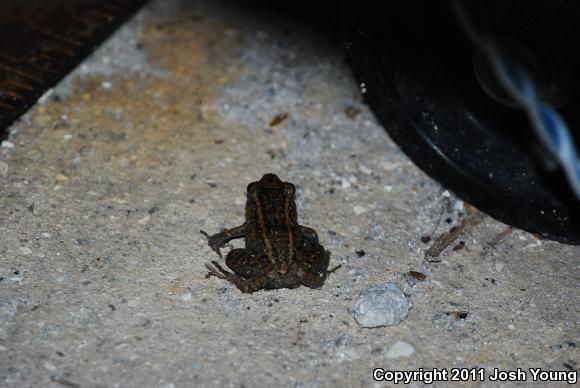 Greenhouse Frog (Eleutherodactylus planirostris)