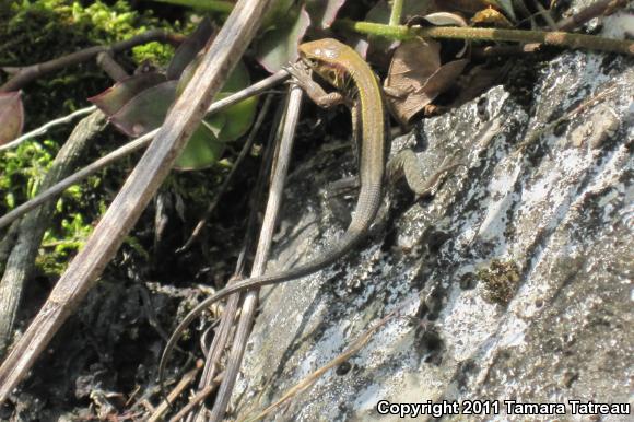 Rainbow Ameiva (Ameiva undulata)