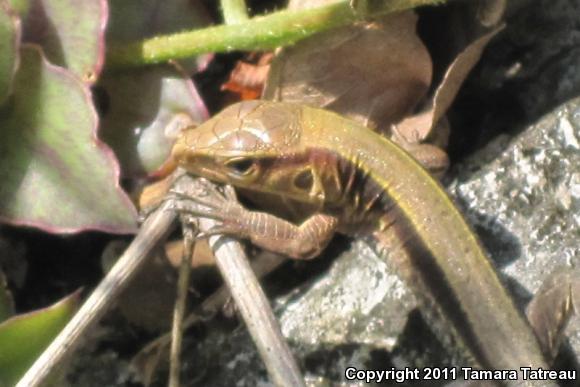 Rainbow Ameiva (Ameiva undulata)