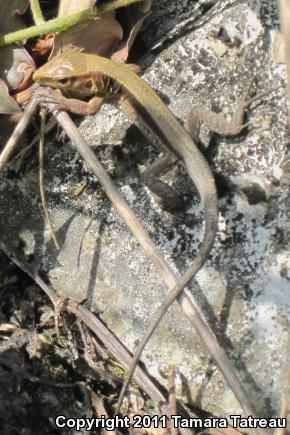 Rainbow Ameiva (Ameiva undulata)