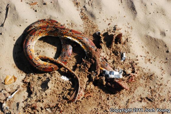 Red Cornsnake (Pantherophis guttatus)