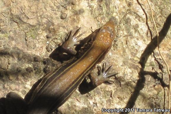 Rainbow Ameiva (Ameiva undulata)