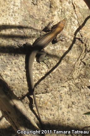 Rainbow Ameiva (Ameiva undulata)