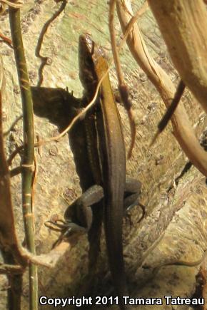 Rainbow Ameiva (Ameiva undulata)