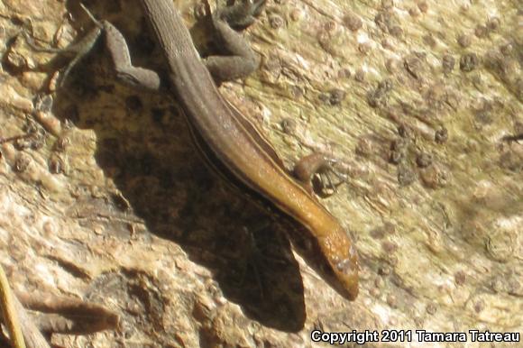 Rainbow Ameiva (Ameiva undulata)