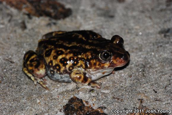 Eastern Spadefoot (Scaphiopus holbrookii)