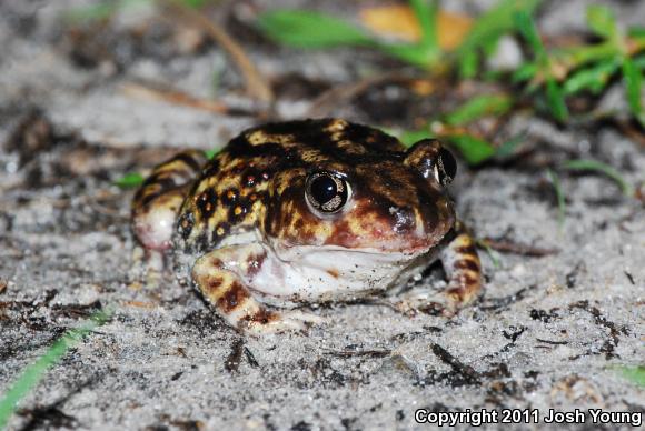 Eastern Spadefoot (Scaphiopus holbrookii)