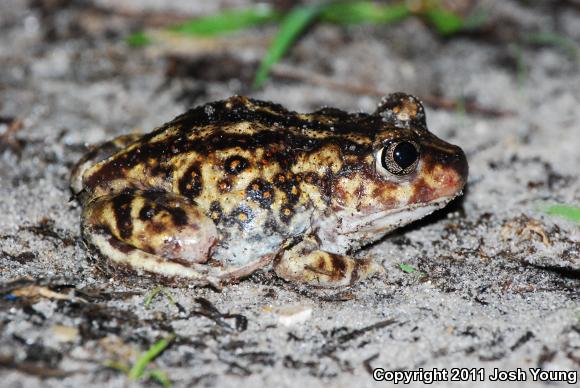 Eastern Spadefoot (Scaphiopus holbrookii)