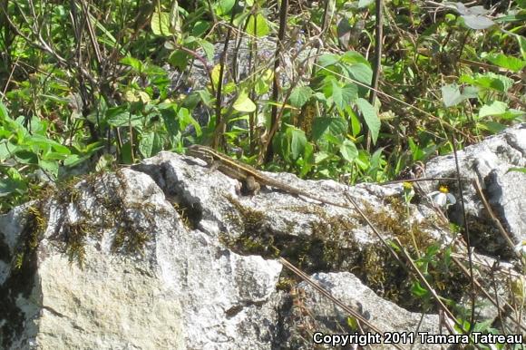 Southern Rose-bellied Lizard (Sceloporus variabilis variabilis)