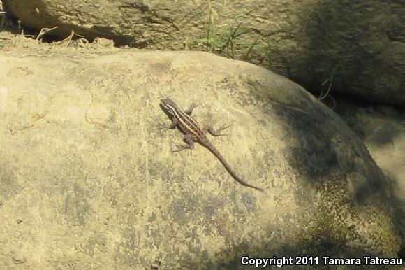 Southern Rose-bellied Lizard (Sceloporus variabilis variabilis)