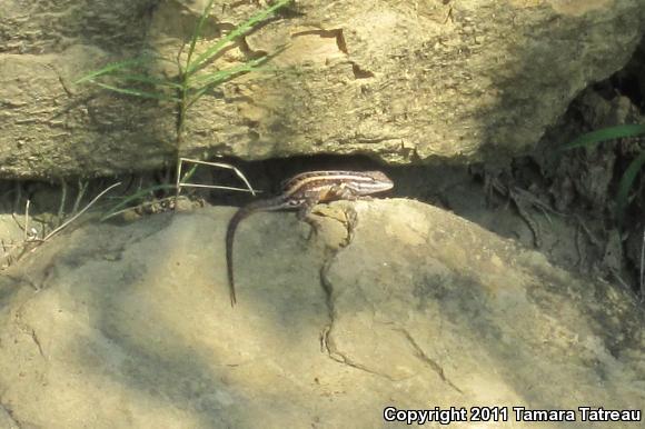 Southern Rose-bellied Lizard (Sceloporus variabilis variabilis)