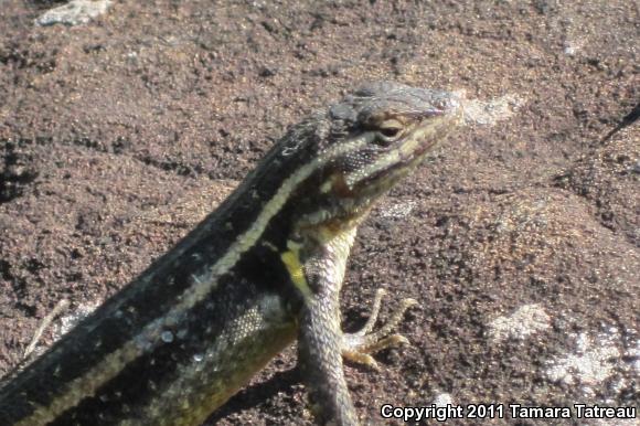 Southern Rose-bellied Lizard (Sceloporus variabilis variabilis)