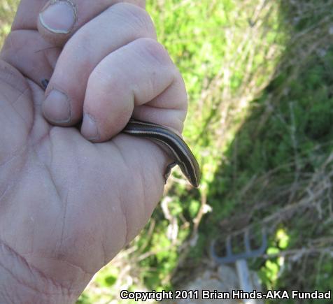 Western Skink (Plestiodon skiltonianus skiltonianus)