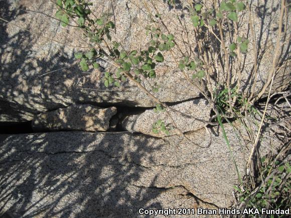 Red Diamond Rattlesnake (Crotalus ruber)