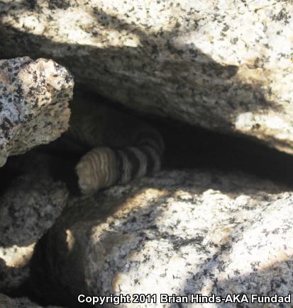 Red Diamond Rattlesnake (Crotalus ruber)