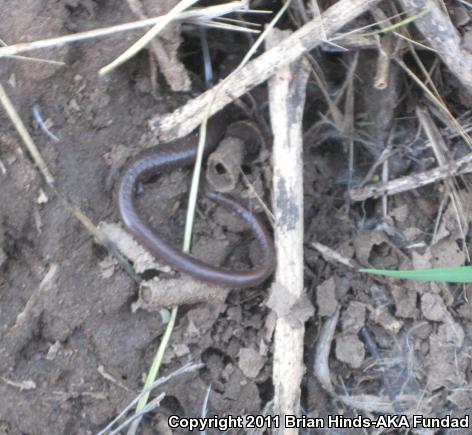 Garden Slender Salamander (Batrachoseps major major)