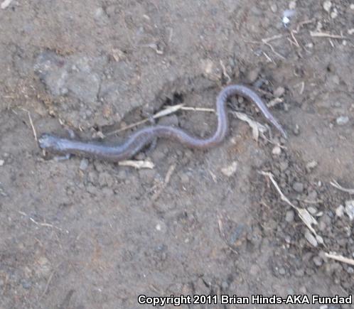 Garden Slender Salamander (Batrachoseps major major)