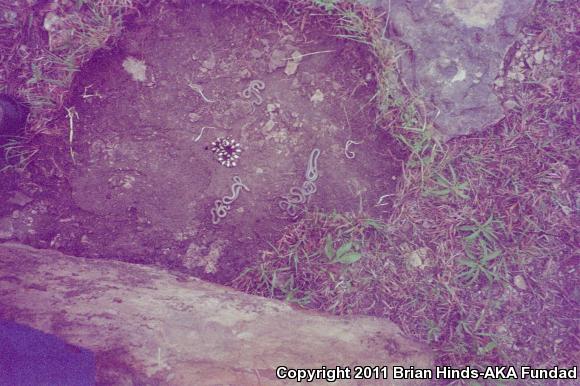 Prairie Ring-necked Snake (Diadophis punctatus arnyi)