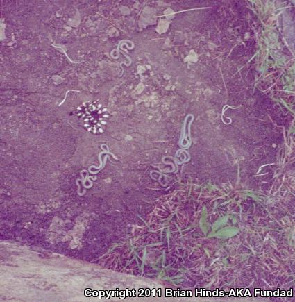 Prairie Ring-necked Snake (Diadophis punctatus arnyi)