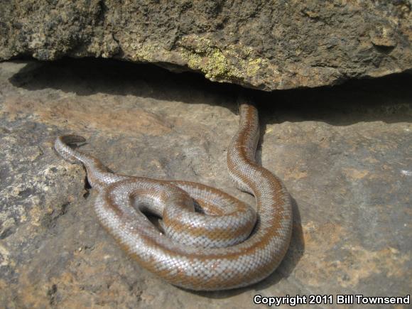 Coastal Rosy Boa (Lichanura trivirgata roseofusca)