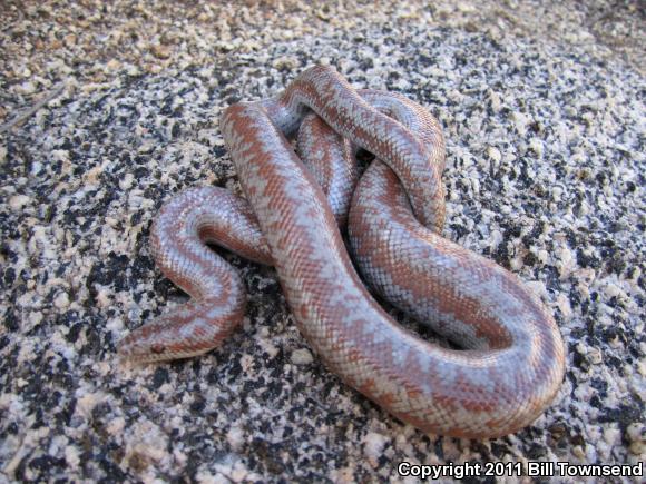 Coastal Rosy Boa (Lichanura trivirgata roseofusca)