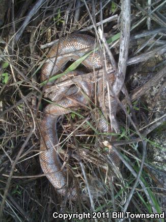 Coastal Rosy Boa (Lichanura trivirgata roseofusca)